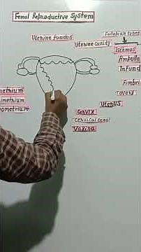 easy Drawing female Reproductive systems | NEET_Bio |