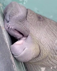 709K views · 16K reactions | ¡La mejor noticia! Nuestro querido cachorro manati #Bajari ha mejorado su visión y poco a poco en general mejora. ❤️  Update de Bajarí  Centro de Conservación De Manatíes del Caribe El cachorro ha mejorado increíblemente la condición de sus ojos, mejorando la visión. Esperamos para la próxima semana que las ulceras hayan cicatrizado. USFWS MA231088 & PRDNER 2014-2019 Endangered Species Scientific Permit | Ada Monzon | Facebook