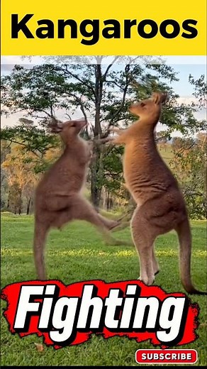 kangaroos fighting Australia |Epic wild Kangaroo Boxing #yt #ytshorts #shorts