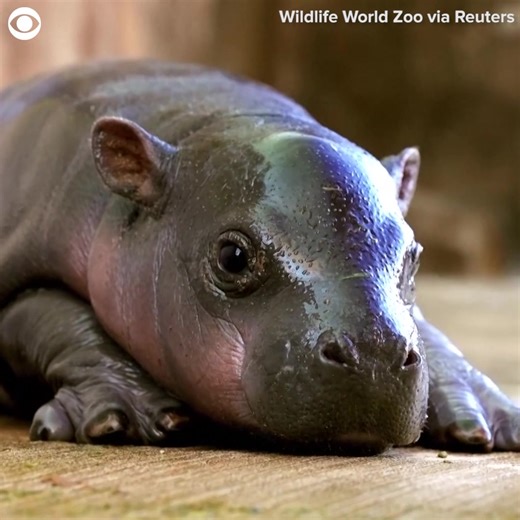 HAPPY HIPPO: Jellybean the baby pygmy hippo was seen swimming and exploring her enclosure at a zoo in Litchfield Park, Arizona, recently. The public chose the baby's name to go along with candy-themed mom, Lollipop, and dad, Tootsie Roll. An education specialist at the zoo said, "When she swims, you can tell she's the happiest little hippo in the world and definitely loves being around mom." The pygmy hippo gained popularity in 2024 after Moo Deng in Thailand went viral. | CBS Newspath