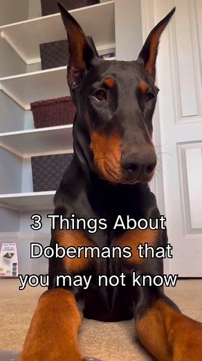 Funny Doberman Compilation - Hilarious Dog Moments