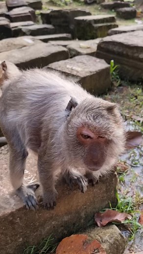 Old momma Tima look h-ungry | Popular Monkey