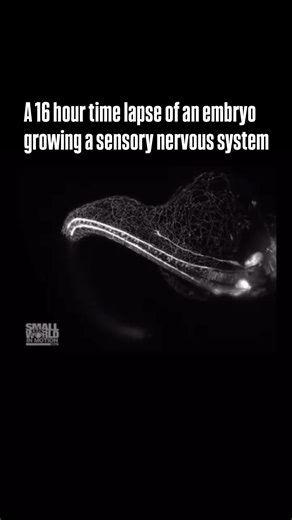 archive on Instagram: "This time-lapse captures 16 hours of a zebrafish embryo developing its sensory nervous system — all in just seconds. You can see cells migrating, connecting, and beginning to shape how the organism will one day perceive the world. The footage, recorded by Dr. Elizabeth M. Haynes and Jiaye “Henry” He, won first place in the 2011 Nikon Small World in Motion competition. Advanced light microscopy techniques made it possible to witness these subtle but critical steps in life f