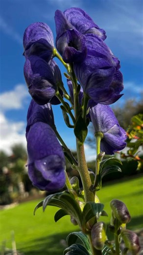 13 shares | Aconitum carmichaelii ‘Arendsii’ (Monkshood / Wolf’s...