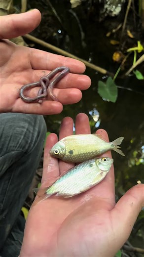 EnBuscaDelGranPez on TikTok