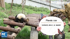 12K views · 758 reactions | Cute alert: Panda cub climbing down a ladder at a breeding base in Shaanxi, China. #pandamania | China Xinhua News | Facebook