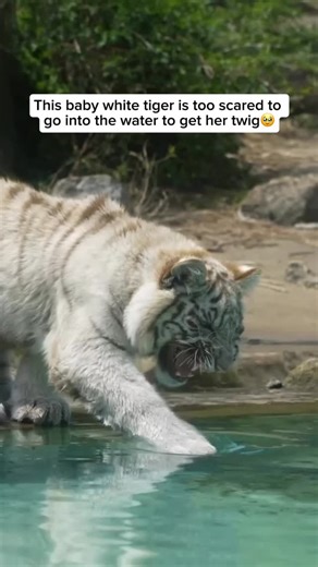 59K views · 16K reactions | Baby white tigers are incredibly rare—not...