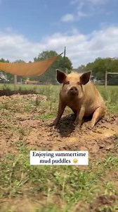 14K views · 890 reactions | Peaches pig save her own life this year...