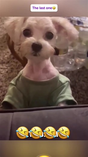 Funny Talking Dog Compilation That Will Make You Laugh