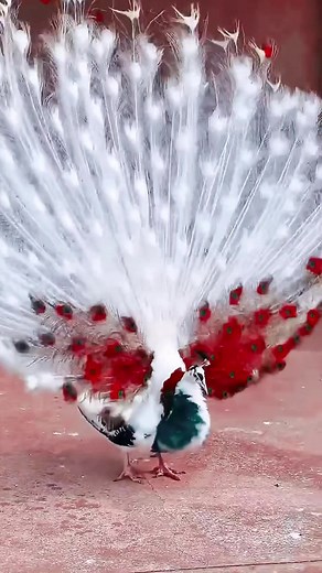 The Magnificent Peacock: A Stunning Display of Colors in Nature