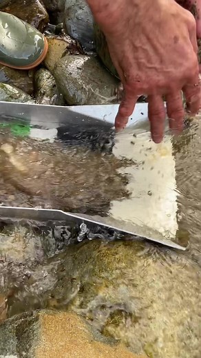 Using the sluice box to strike gold!!! #gold #sluicebox #goldrush #fyp | gold rush