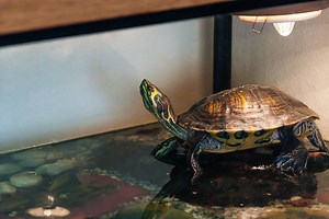 3 Top-Rated Box Turtle Habitats on Amazon for Indoor & Outdoor Use
