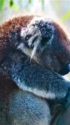 3.9K views · 40 reactions |  where to see Koalas in the Wild •...