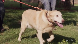 11K views · 312 reactions | Dr. Jennifer Hatcher looks to see if Layla the dog's lump is cancerous. #HatcherFamilyDairy | National Geographic Animals | Facebook