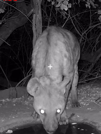 Photo Safari Company on TikTok