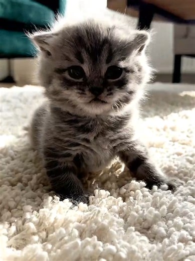 Adorable little kitten 🐈🐾#smallcat #cutecat #lovecat #kittensoftiktok #cute