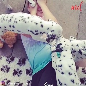 5.3M views · 1.7K shares | These are not '101 Dalmatians' but are adorable enough to be loved by their visitors | MetDaan Animals | Facebook