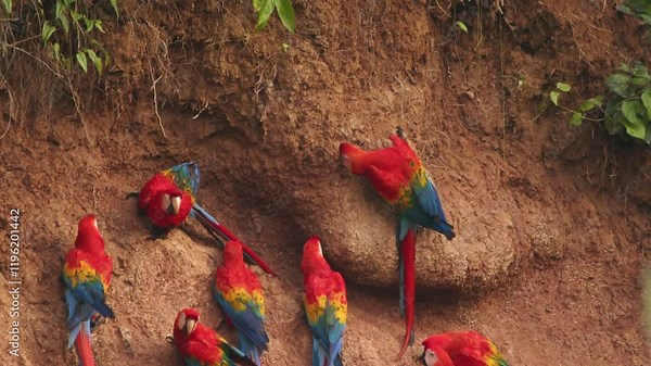The Chuncho Clay Lick buzzes with scarlet macaws, eating clay to aid digestion and wellness as one takes off