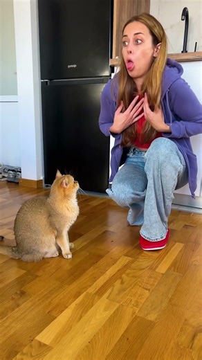 Christmas Decorations Triggered My Cat 😳 #OnlyInAmerica #USLife