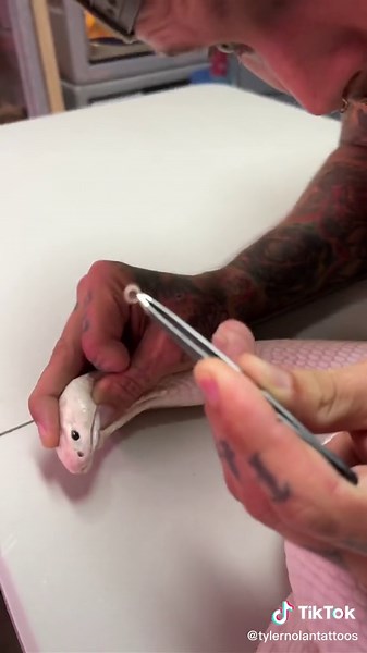 Removing Eye Cap from Venomous Cobra - Tyler Nolan