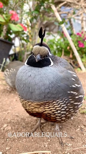 Cute California Valley Quails | It’s the most wonderful time of the year ❤️😍 . . . . . #birds_adored #exotic #birdlover #adorable #borbs #birdphotography #adorablequails... | Instagram