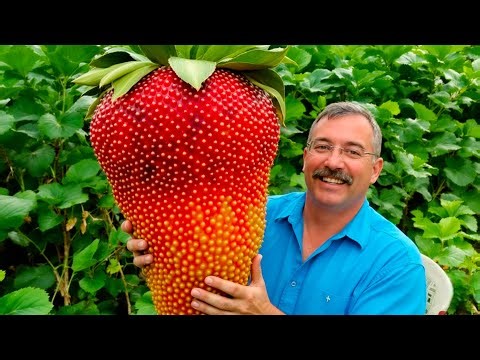 25 Enormous and Rare Fruits That Look Unreal and Amaze Everyone