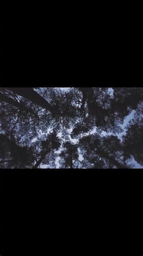 Night Forest Crickets | Sleep Ambience | Calm Tree