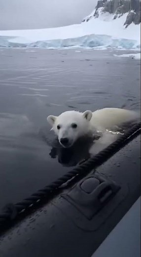 Polar Bear Cub Falls Into Icy Water - Dramatic Rescue!