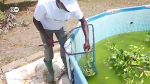 14K views · 110 reactions | How innovative Ghanaian Agri-entrepreneurs are making profit from both fish and pond algae. | East Africa Daily | Facebook