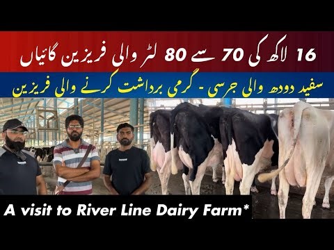 70 liter Friesian cows I white milk color jersey and heat-tolerant Friesian I *A visit to Riverline*