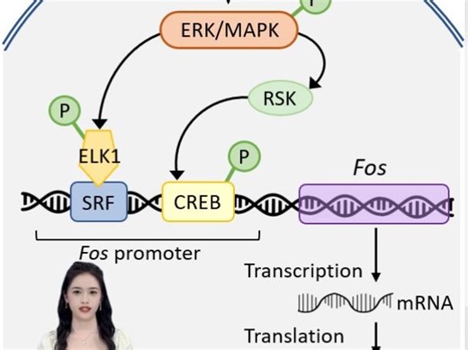 什么是cfos?如何做cfos检测及成像分析