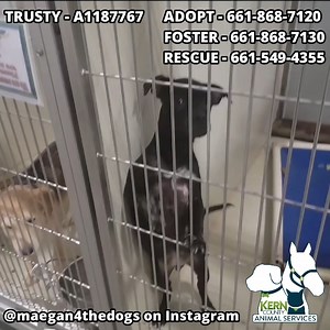 71 reactions · 54 shares | "Trusty is usually very calm in his...