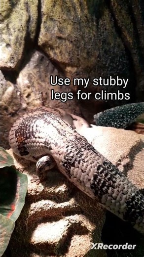 Stumpy trying to play innocent but Hudson knows the truth