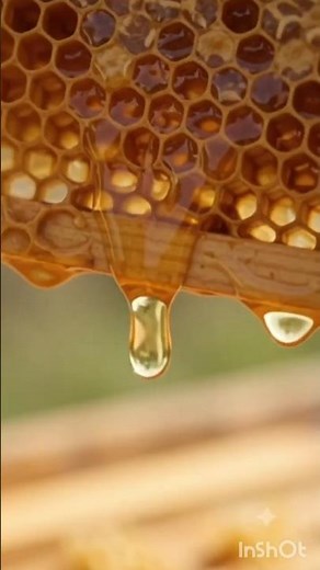 Bees Make Honey🍯🐝 | Honey Bee Life Cycle (KidToonsChannal)