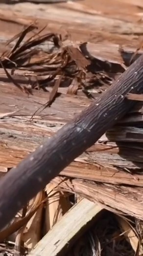 Simple method to make a primitive bark door for your shelter! #reels #primitive #primitiveskills #survival #survivalskills #outdoorliving | Chad Zuber