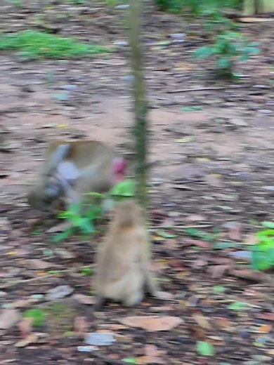 Mom Reacts to Abandoned Baby Monkey Rescue