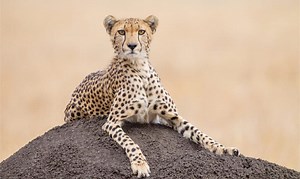 Serval vs Cheetah: What are the Differences?