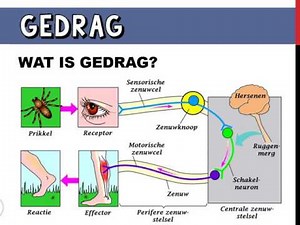 Wat is gedrag?
