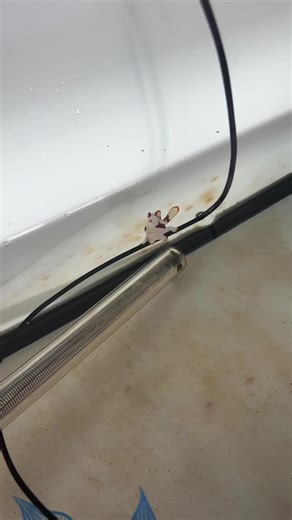 Caption this video for me #frogfish | frogfish