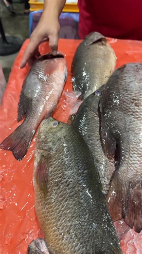 Ah New Fishery Sdn Bhd (@ah.new.fishery.sd)’s videos with 原声 - Ah New Fishery Sdn Bhd