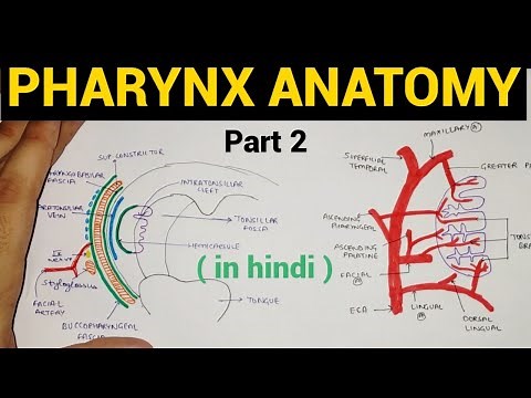 Pharynx Anatomy (2/4) | Oropharynx | Tonsil | Head & Neck