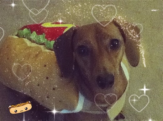 ‏weiner dog so cute 🥺#weinerdog #animals #cute #dog #yay