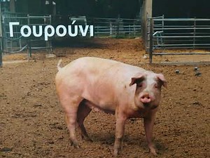 ΗΧΟΙ ΖΩΩΝ ΑΓΡΟΚΤΗΜΑΤΟΣ