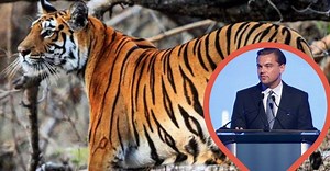 Leonardo DiCaprio Donates $100 Million Towards Wildlife Conservation