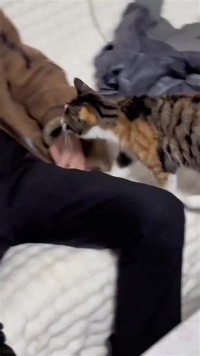 Hilarious TikTok Cats Compilation