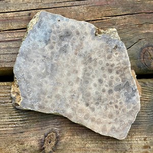 Petoskey Stone Slab for Lapidary and Jewelry Projects - Etsy