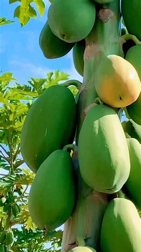 Milk Papaya 💜💚 | Fruit Farm