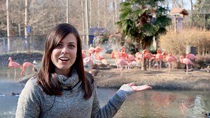 2.7K views · 137 reactions | Flamingos are a visitor favorite here at Sylvan Heights Bird Park, but there's more to these birds than just pretty pink feathers! Join Sylvan Heights Education Coordinator Ashley to learn about some of the flamingos' most amazing adaptations. | Sylvan Heights Bird Park | Facebook