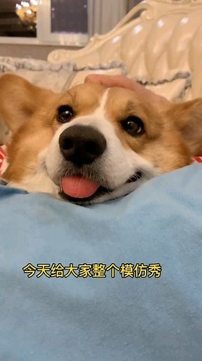 调皮狗儿 on Instagram: "#狗 #狗狗 #狗狗日常 #狗狗日記 #狗狗好去處 #狗奴 #可爱 #可爱的 #宠物 #宠物狗 #搞笑 #玩耍 #分享 #动物 #dogsofmathias777 #dogsofinstagram #doginstagram #doglover #doglovers #doglife #ilovemydog"