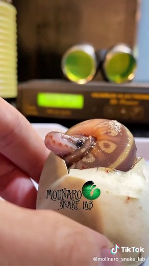 First Experiences: Breeding and Welcoming Baby Snakes with Compassion and Love